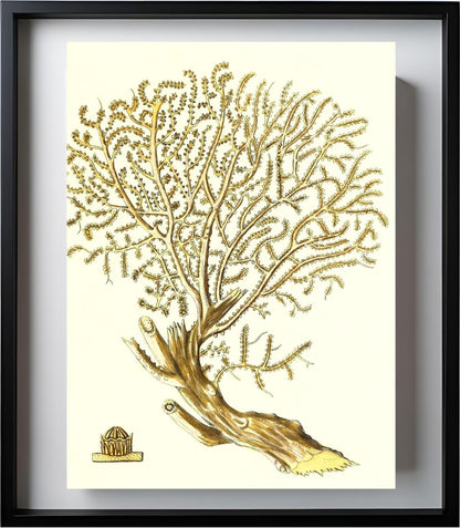 Gorgonia placomus 2