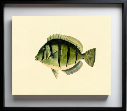 Acanthurus Hirudo