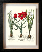 Late multiflorous red tulip, Summer snowflake, et al