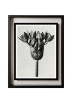 Allium Ostroroskianum (Ornamental Onion)