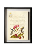 Damselfly, Carnation, Firebug, Caterpillar, Carnelian Cherry, and Centipede