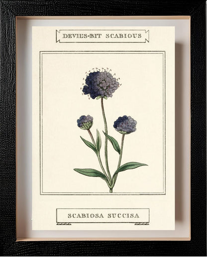 Devil's-Bit Scabious