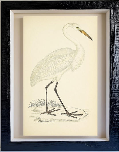 Great White Heron
