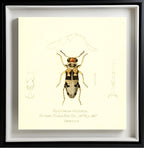 Epiphloeus Velutinus