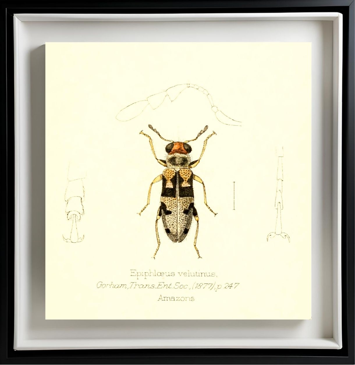 Epiphloeus Velutinus