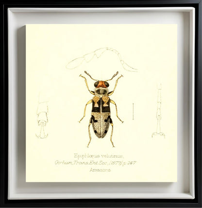 Epiphloeus Velutinus