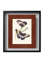 Papilio aegeus