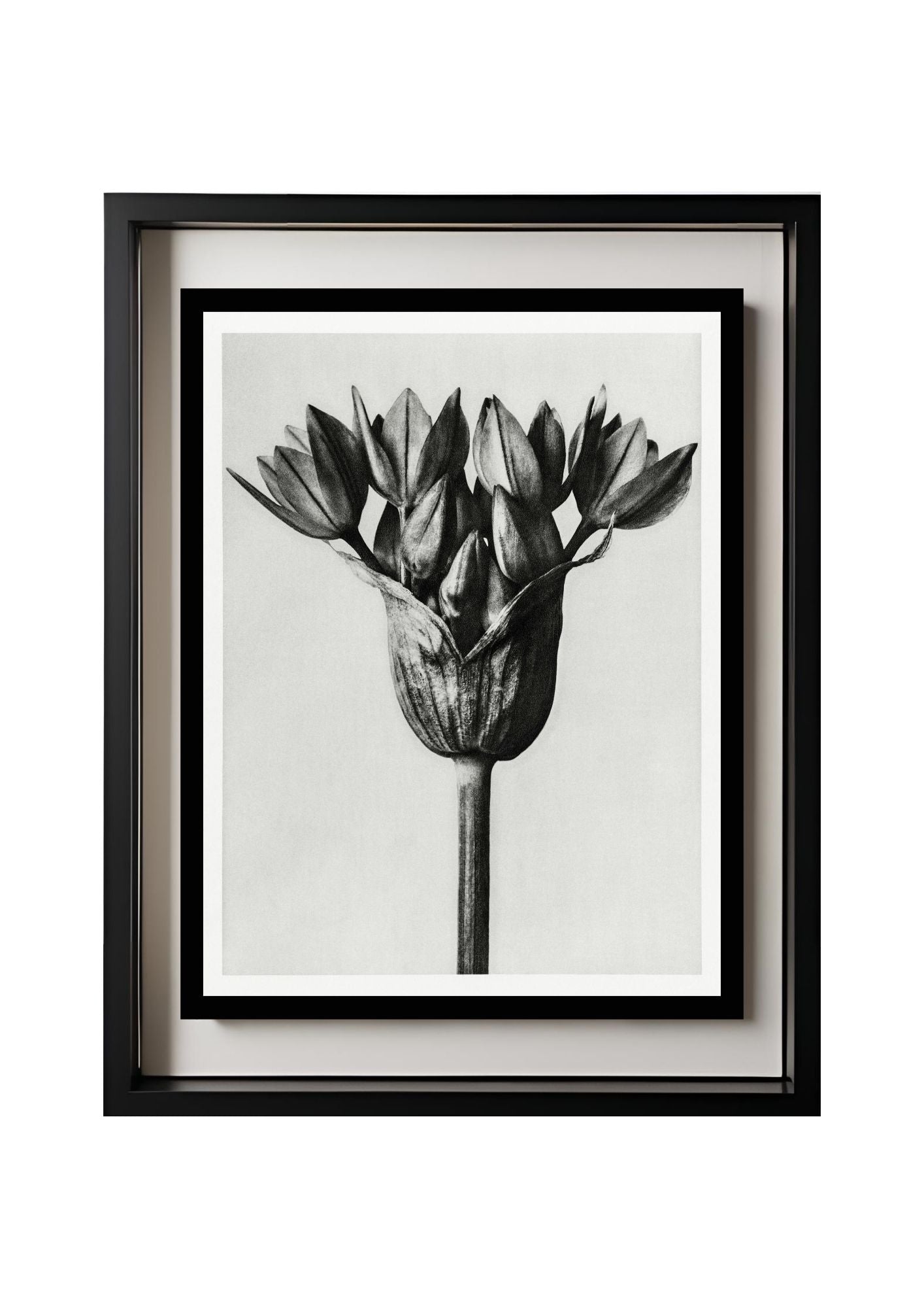 Allium Ostroroskianum (Ornamental Onion)