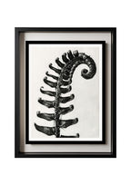 Polystichum Munitum (Prickly Shield Fern)