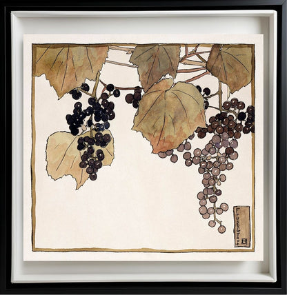Frost Grape