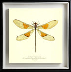 Euthore Mirabilis (female)