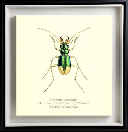 Tetracha Australis