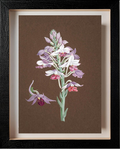 Calanthe Dominii