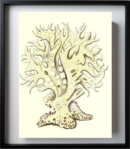 Millepora alicornis