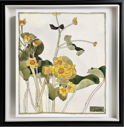 Marsh Marigold