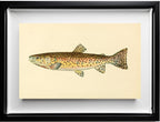 The Red Throat Trout (Adult Male) Salmo-Clarkii