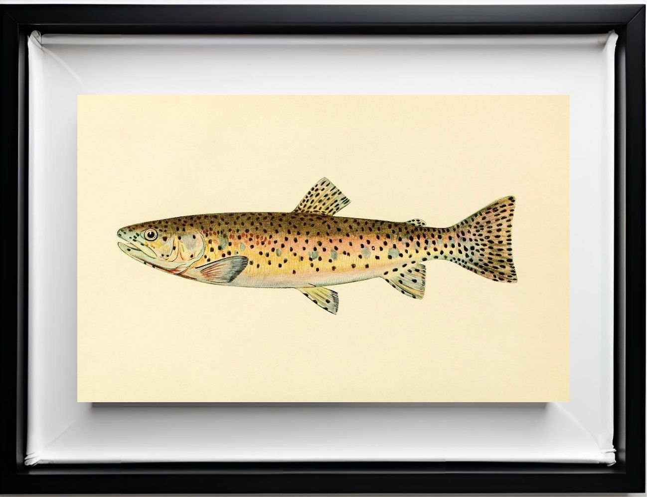 The Red Throat Trout (Adult Male) Salmo-Clarkii