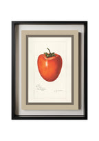 Persimmon