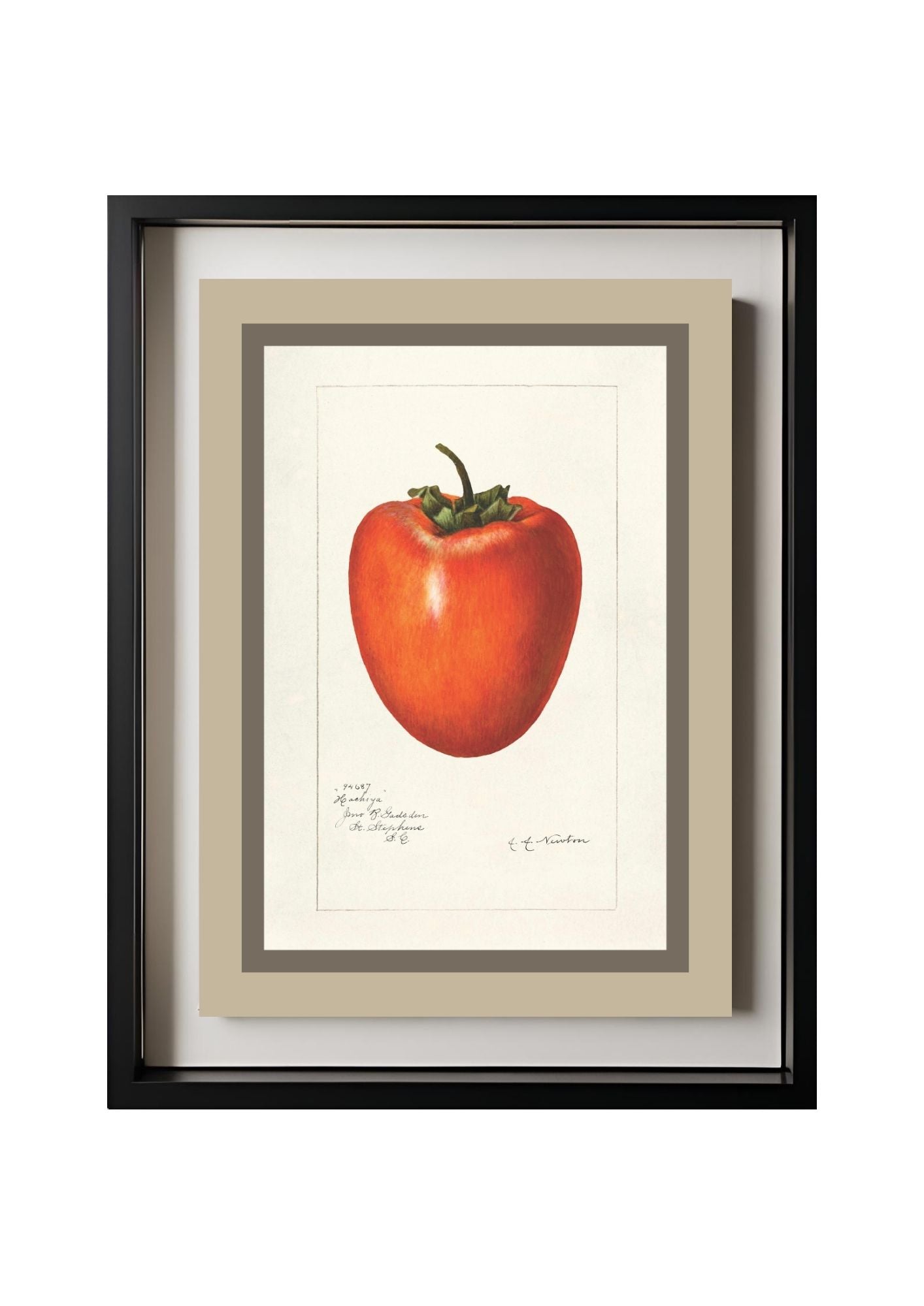 Persimmon