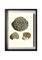 Astrea denticulata; Astrea siderea; Monticularia microconos