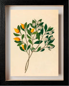 Hexand. Mono (Mimusops Obovata)