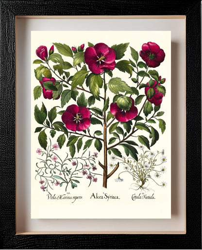 Rose of Sharon, Stinking chamomile, Malcolm stock 2