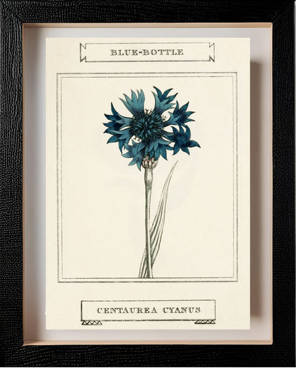 Blue-Bottle