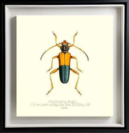 Pachyteria Hugeli