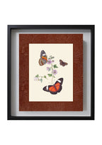 Butterflies 1