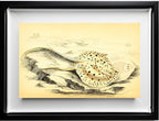 Halgan's Spine-Tailed Ray