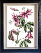 Crimson Passionflower