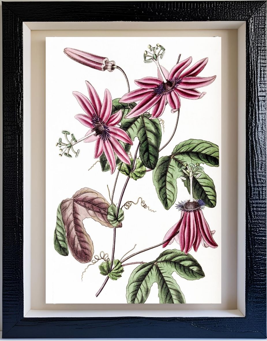 Crimson Passionflower