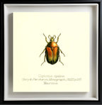 Coptomia Oplalina