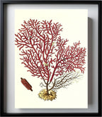 Gorgonia salappo