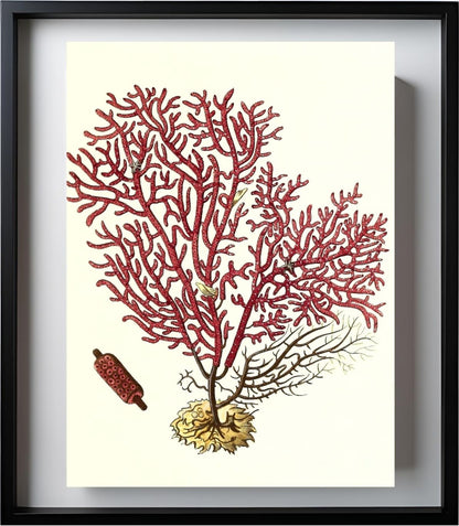 Gorgonia salappo