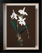 Laelia Acuminata
