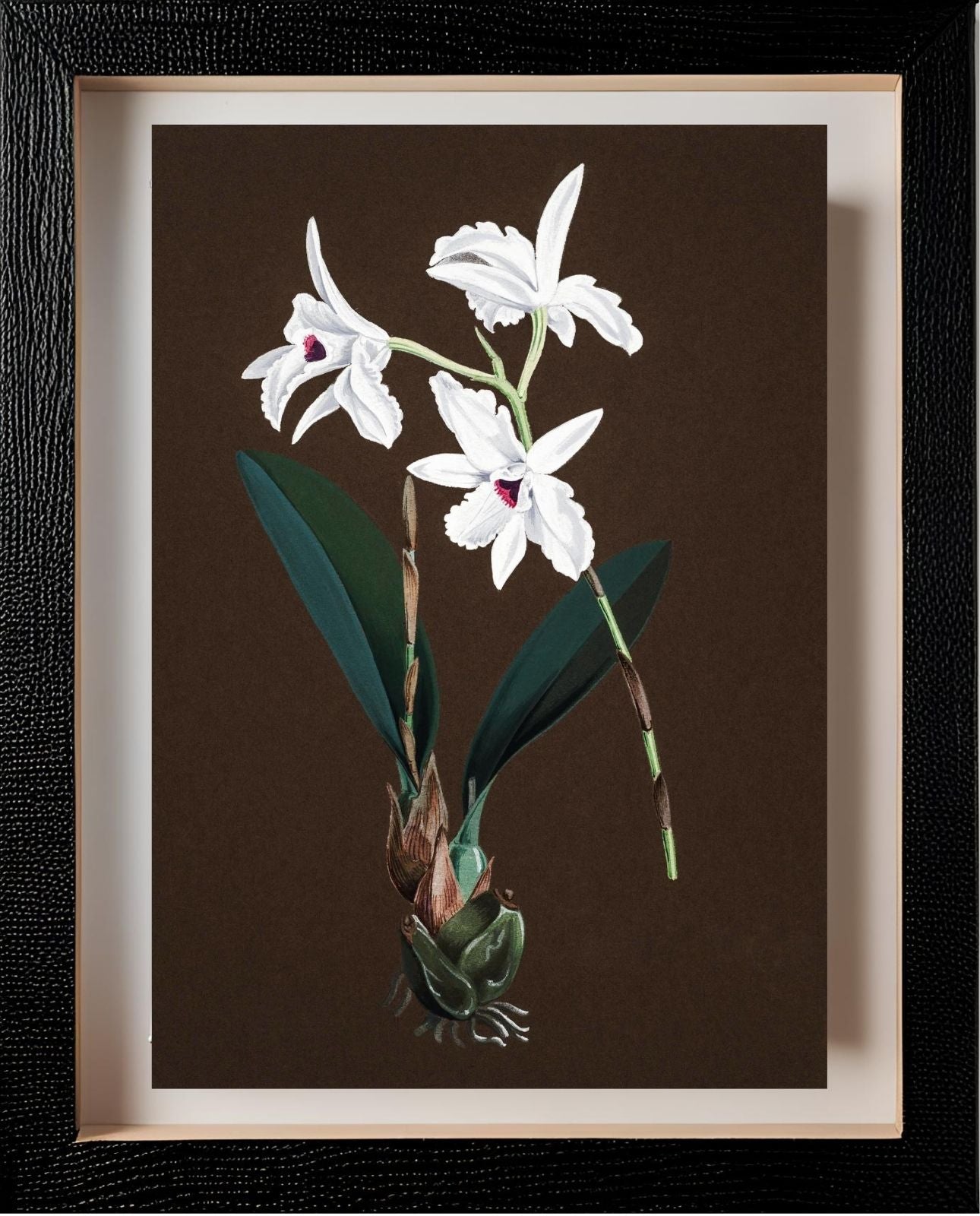 Laelia Acuminata
