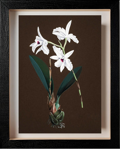 Laelia Acuminata