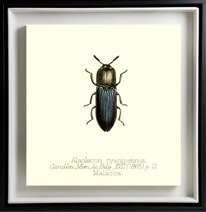 Alaolacon Cyanipennis