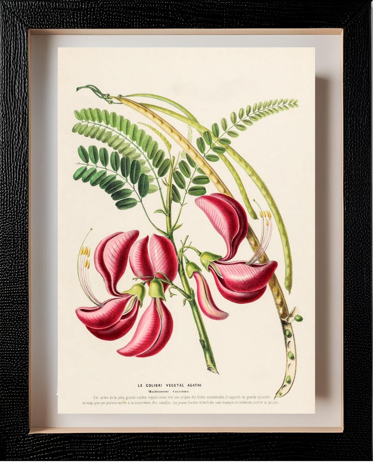Le Colibri Végétal Agathi