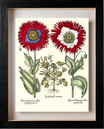 Tordylium Eyed garden poppy with fringed petals