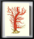 Gorgonia palma