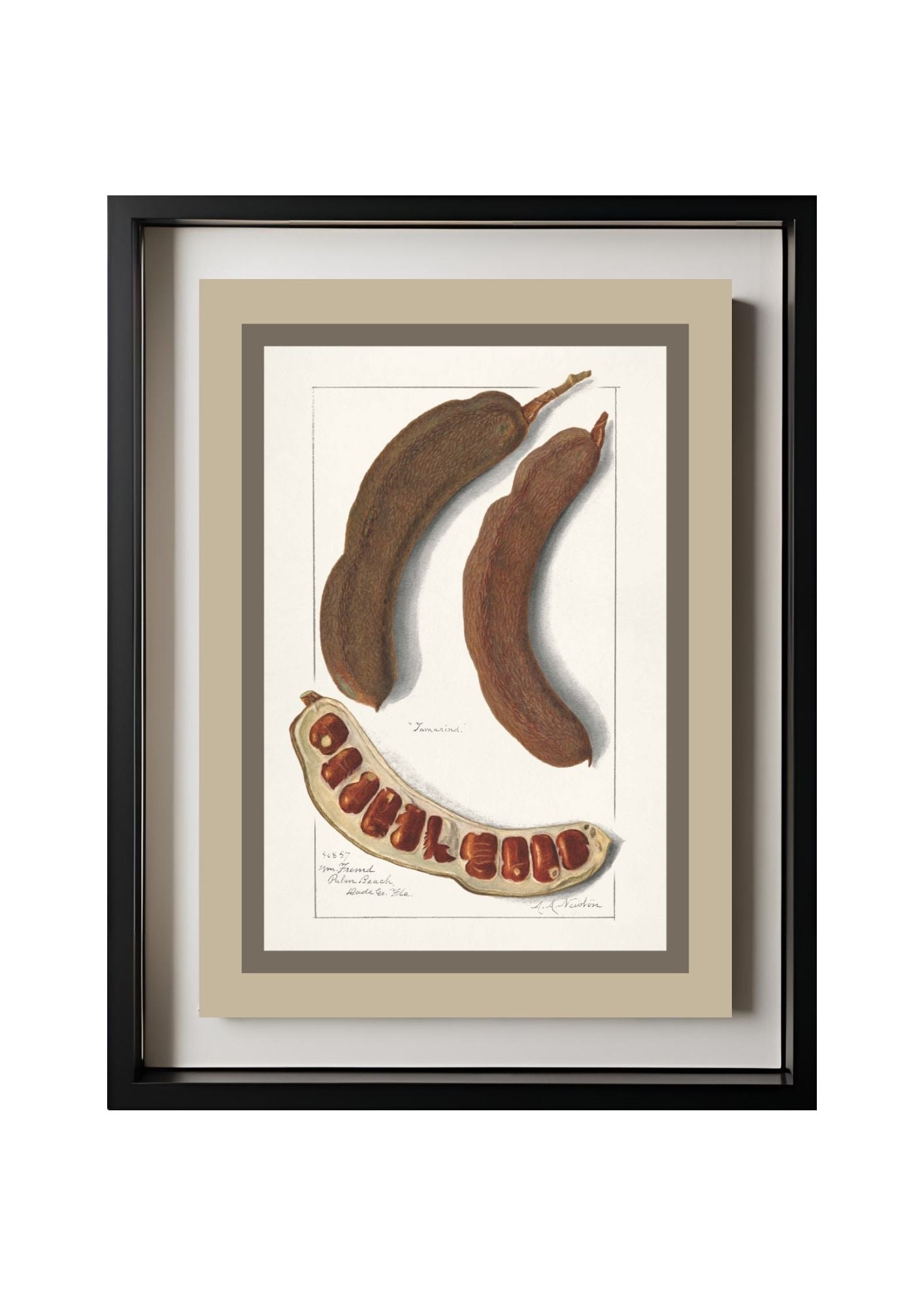 Indian Tamarind