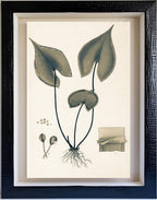Lindsaea Sagittata