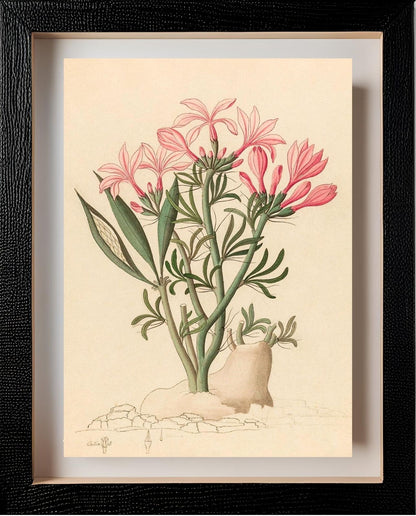 Ceropegia or Echites (Pachypodium Succulentum)