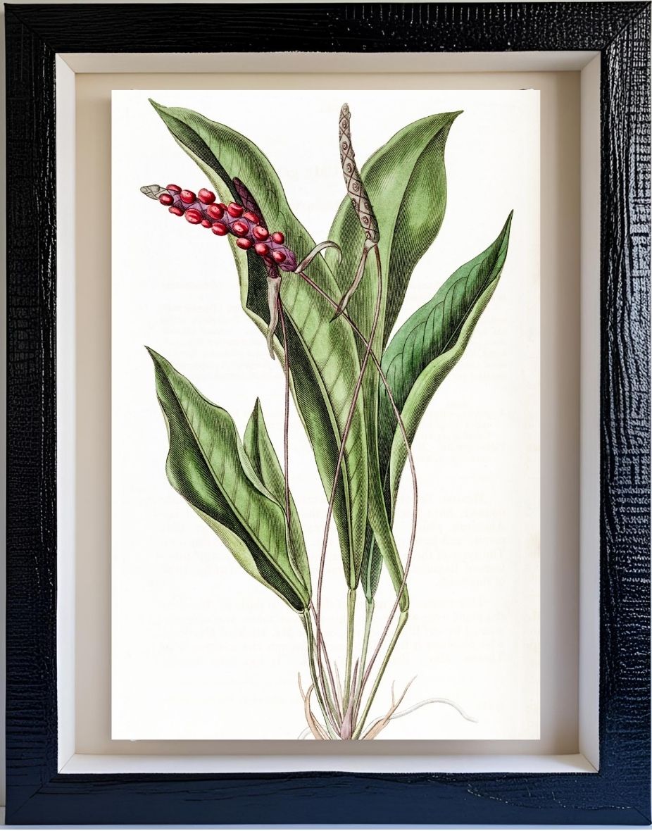 Slender Anthurium
