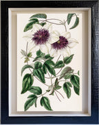 Siebold's Clematis