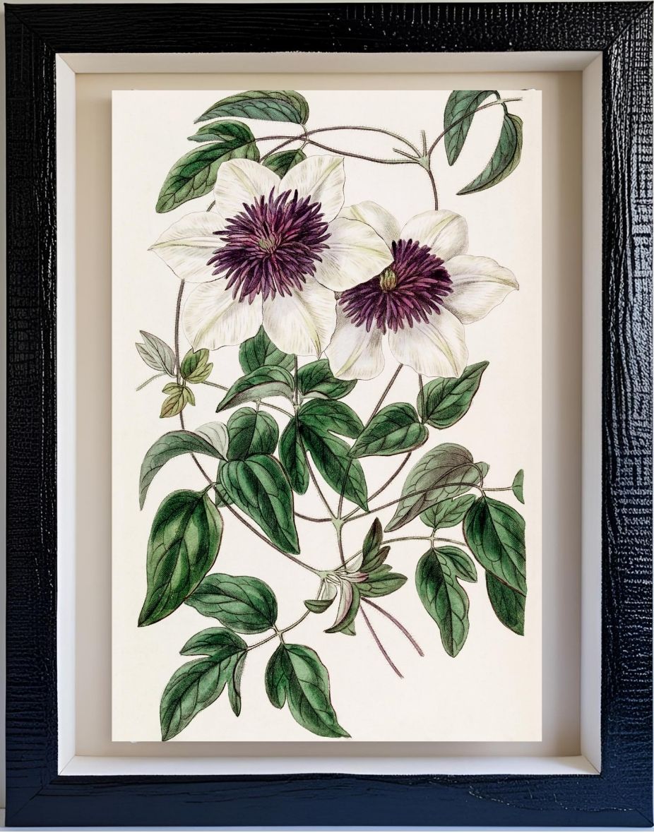 Siebold's Clematis
