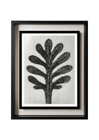 Achillea Umbellata (Yarrow Leaf)