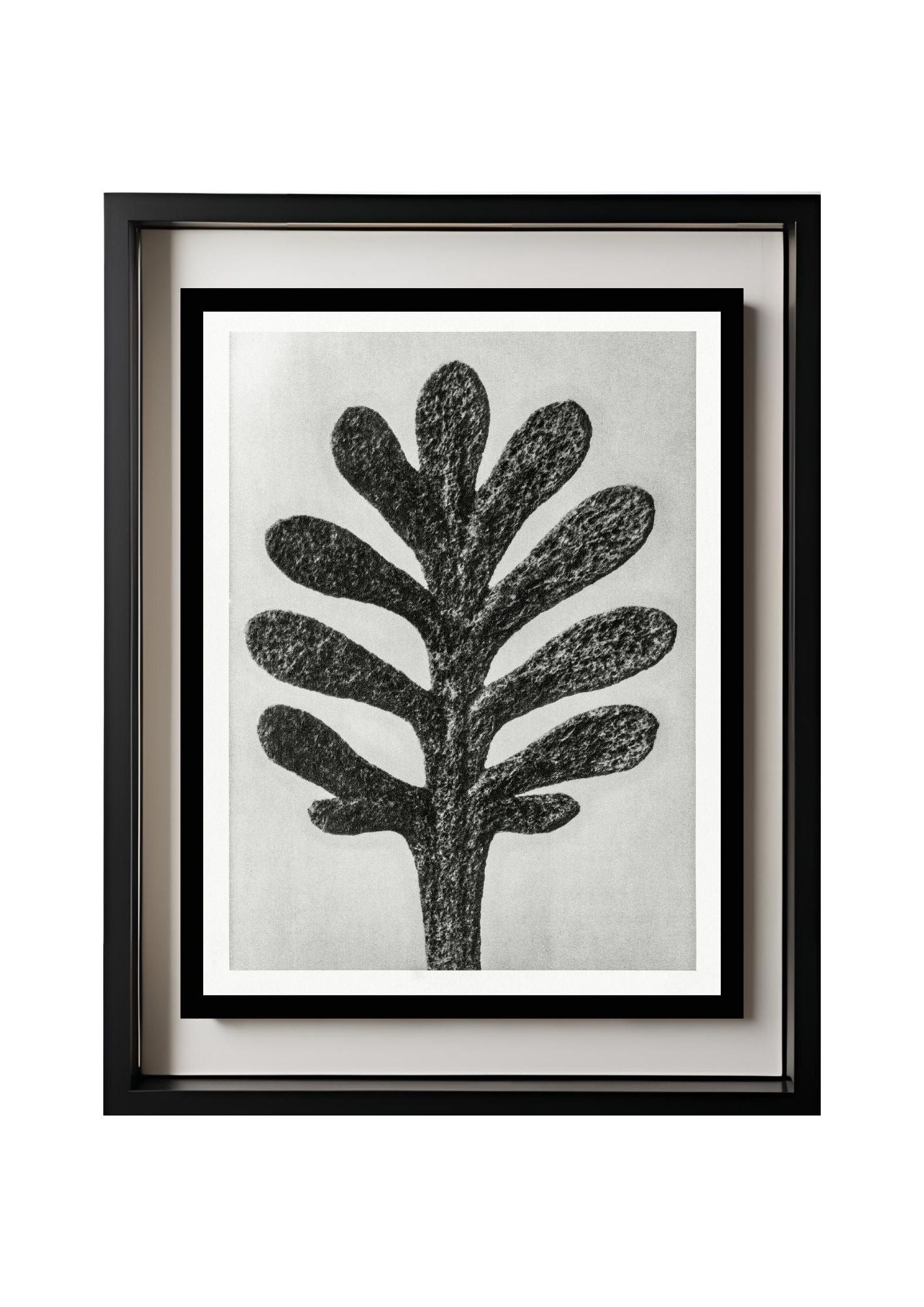 Achillea Umbellata (Yarrow Leaf)